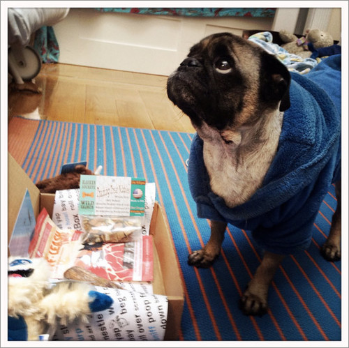 Toggle the Pug and his Barkbox lifestyle campaign