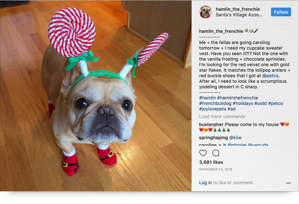 thanksgiving influencer marketing campaign - hamlin the frenchie x petco