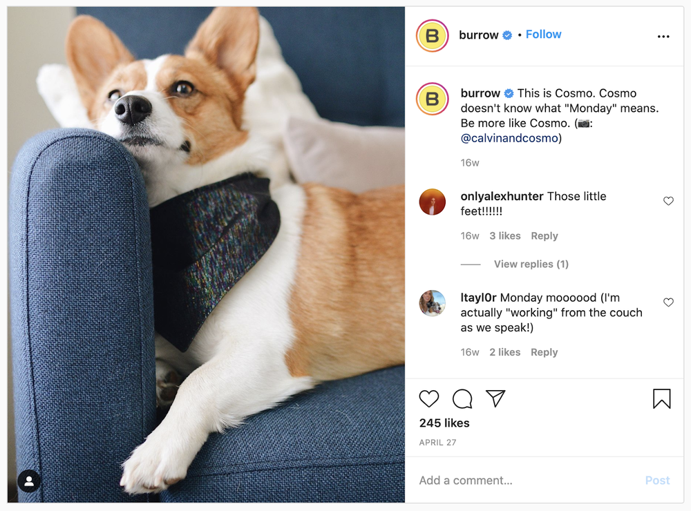 Burrow Instagram account screenshot of a dog laying on a blue linen couch.png