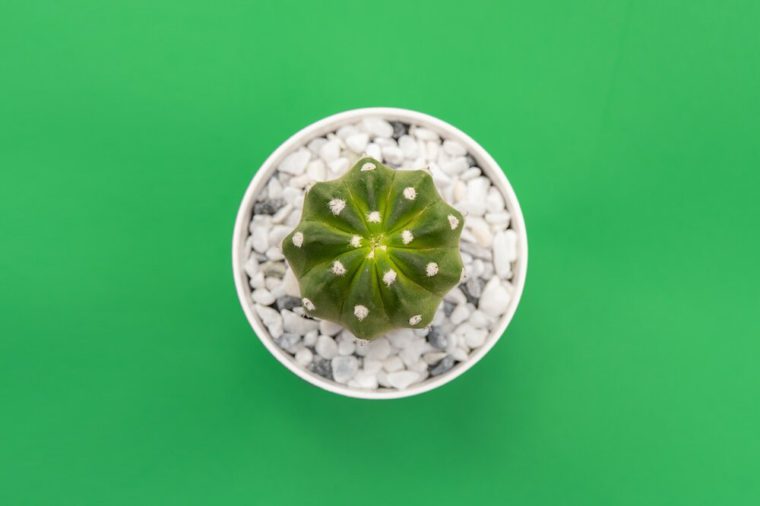 small potted succulent on green background - pinterest advertising guide