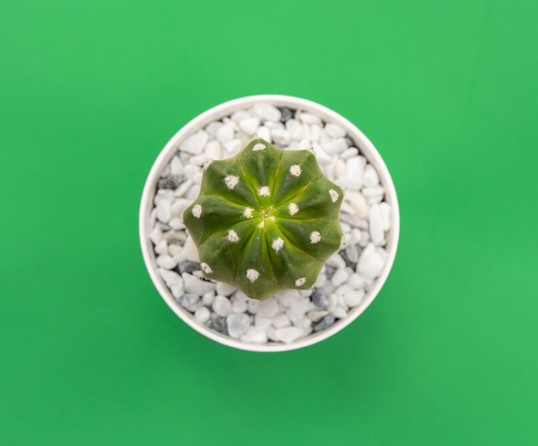 small potted succulent on green background - pinterest advertising guide