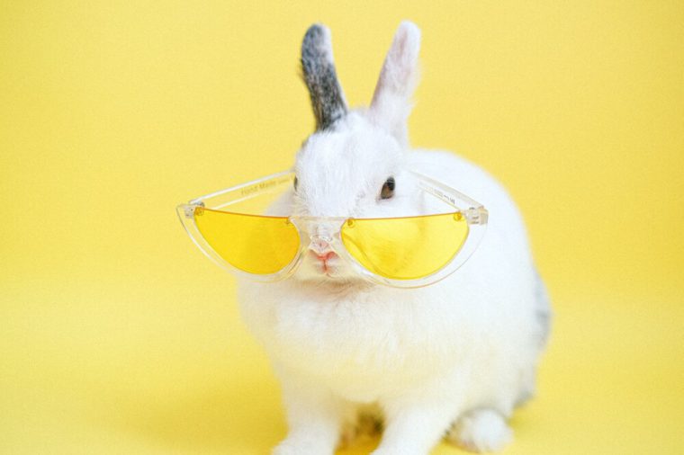 pic of bunny in sunglasses - celebrity to nano influencers
