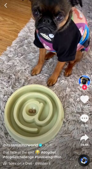 Dog Diet Carousel Image 3 -  @itsasmallterworld TikTok Challenge