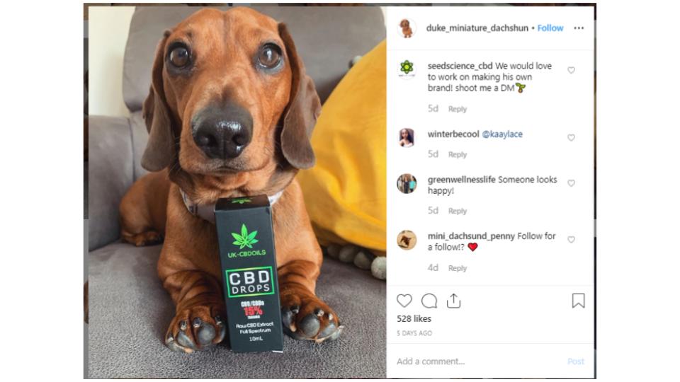 Screenshot of a post from @dukeminiature_dachshund on Instagram.