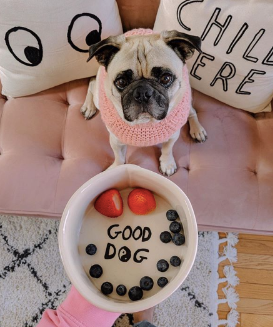 A picture of a pug dressed up from @honeyidressedthepug on Instagram.