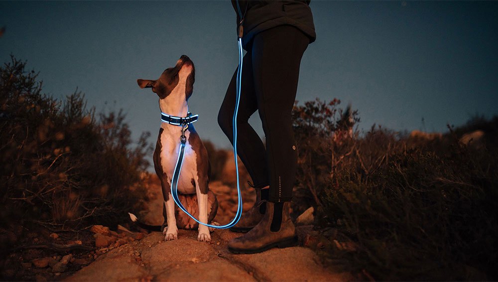 Dog wearing glowing leash for Nite Ize influencer campaign