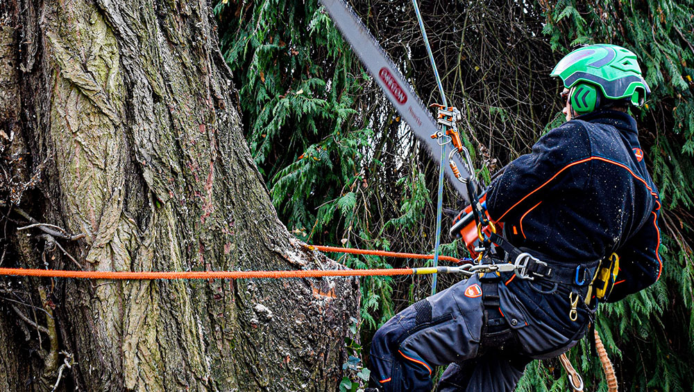 Person cutting down a tree for RefrigiWear influencer campaign