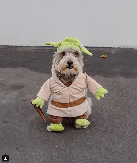 Post from @QALO of YODA's costume on Instagram.