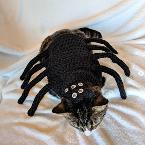 Post from @TOCRAFTAHOME displaying SPIDER CAT's costume on Instagram.