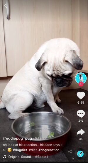 Dog Diet Carousel Image 1 -  @eddiepug_pug TikTok Challenge